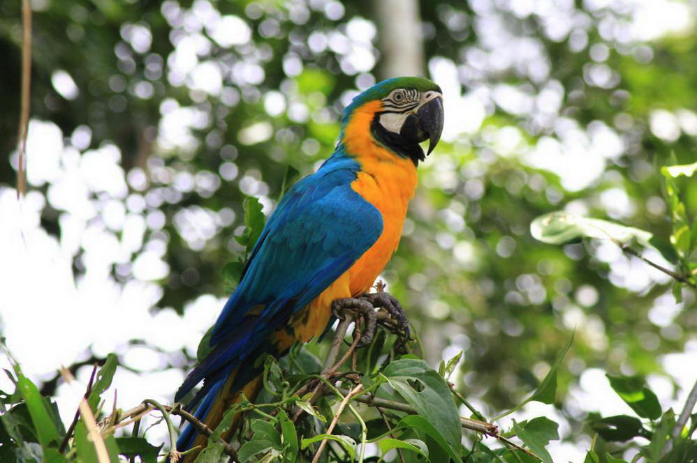 попугай Ара, Макау, Амазонские джунгли, Перу